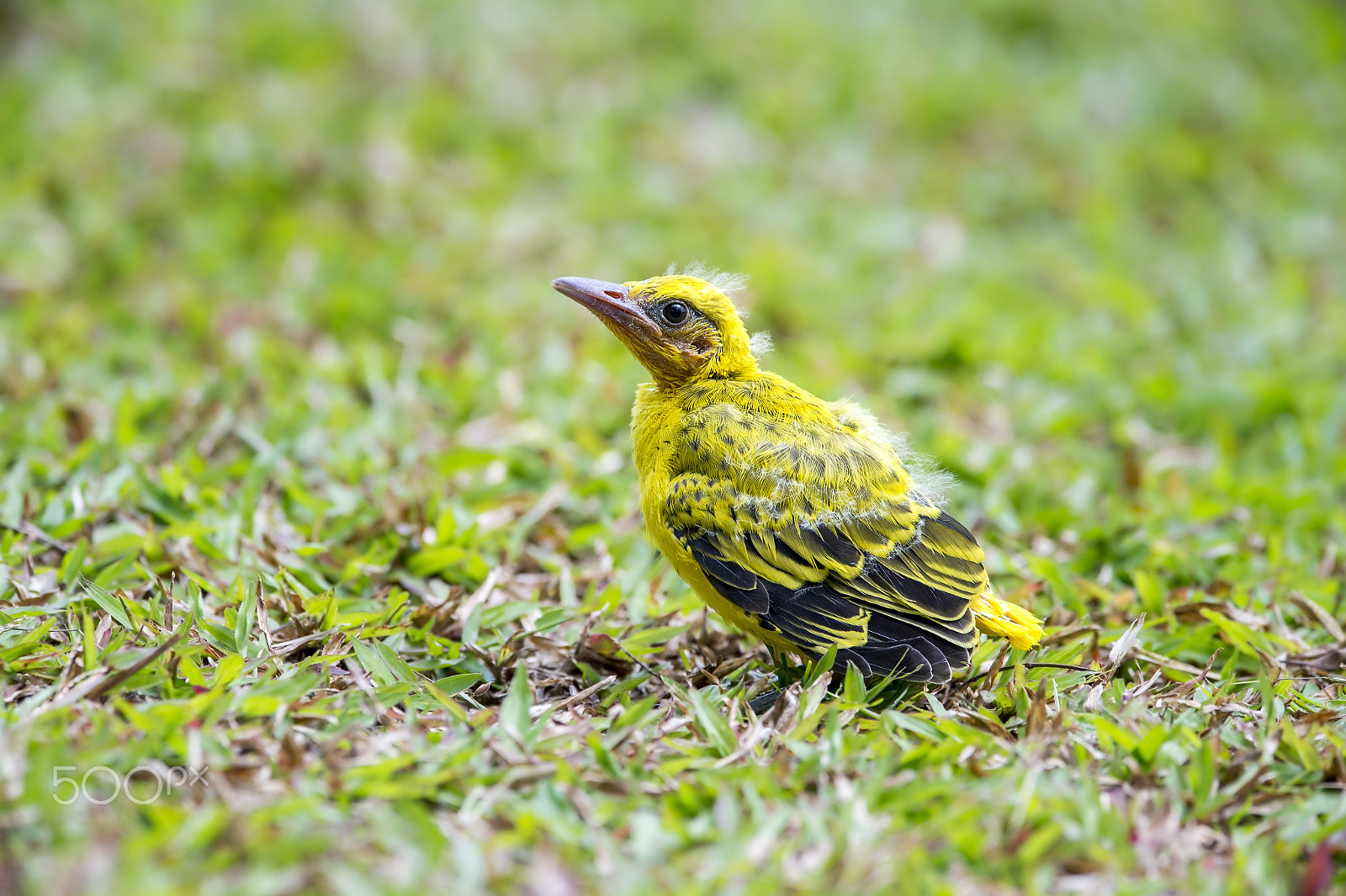 Nikon D4 sample photo. Black-naped oriole (jv) photography