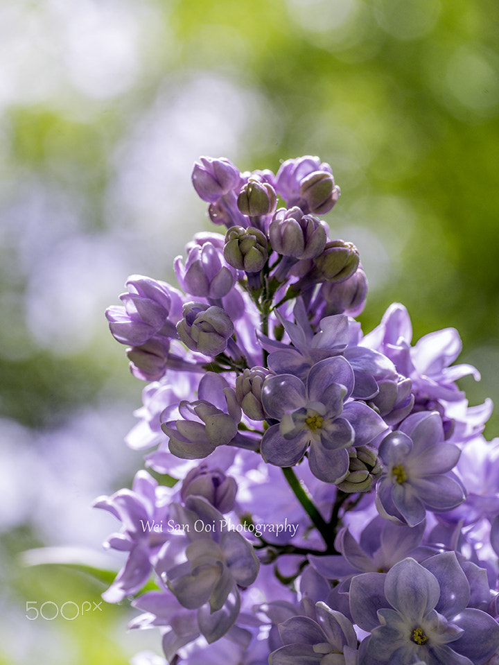 Panasonic Leica DG Macro-Elmarit 45mm F2.8 ASPH OIS sample photo. Lilac 03 photography