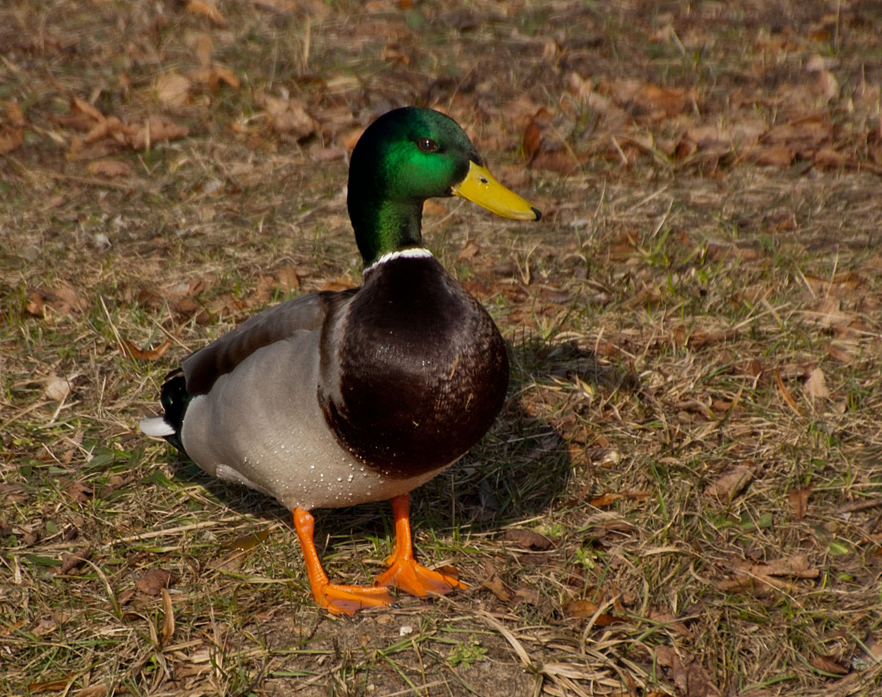 Sony Alpha DSLR-A300 + DT 18-270mm F3.5-6.3 SSM sample photo. Przygotowania do wiosny2 photography