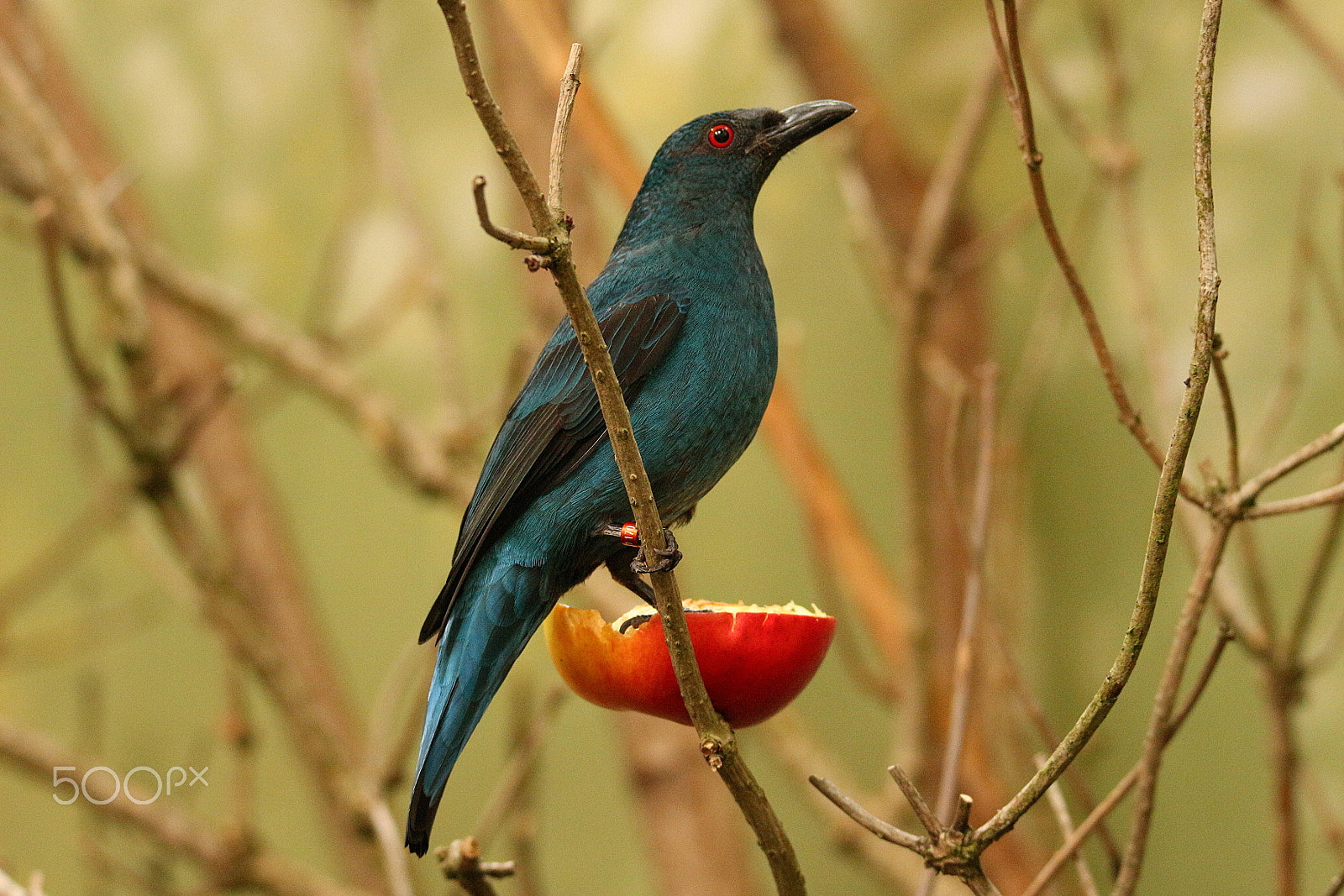 Tamron SP 150-600mm F5-6.3 Di VC USD sample photo. Blue bird photography