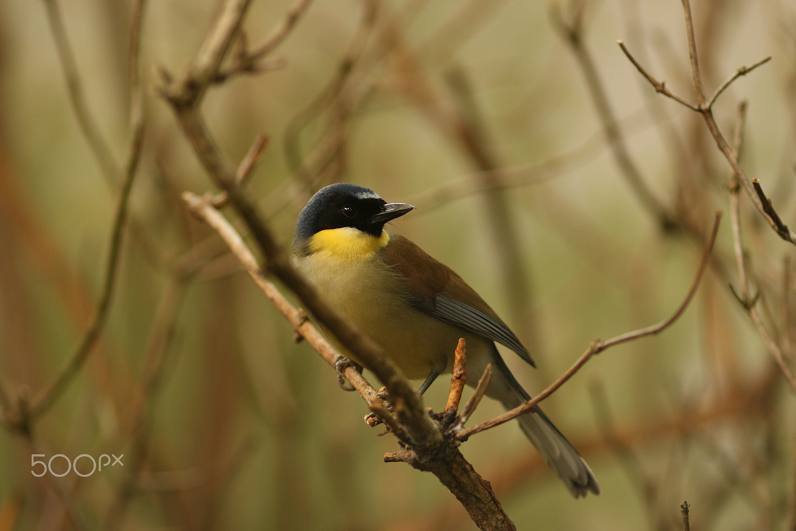 Canon EOS 100D (EOS Rebel SL1 / EOS Kiss X7) + Canon EF 135mm F2L USM sample photo. Bird on tree photography