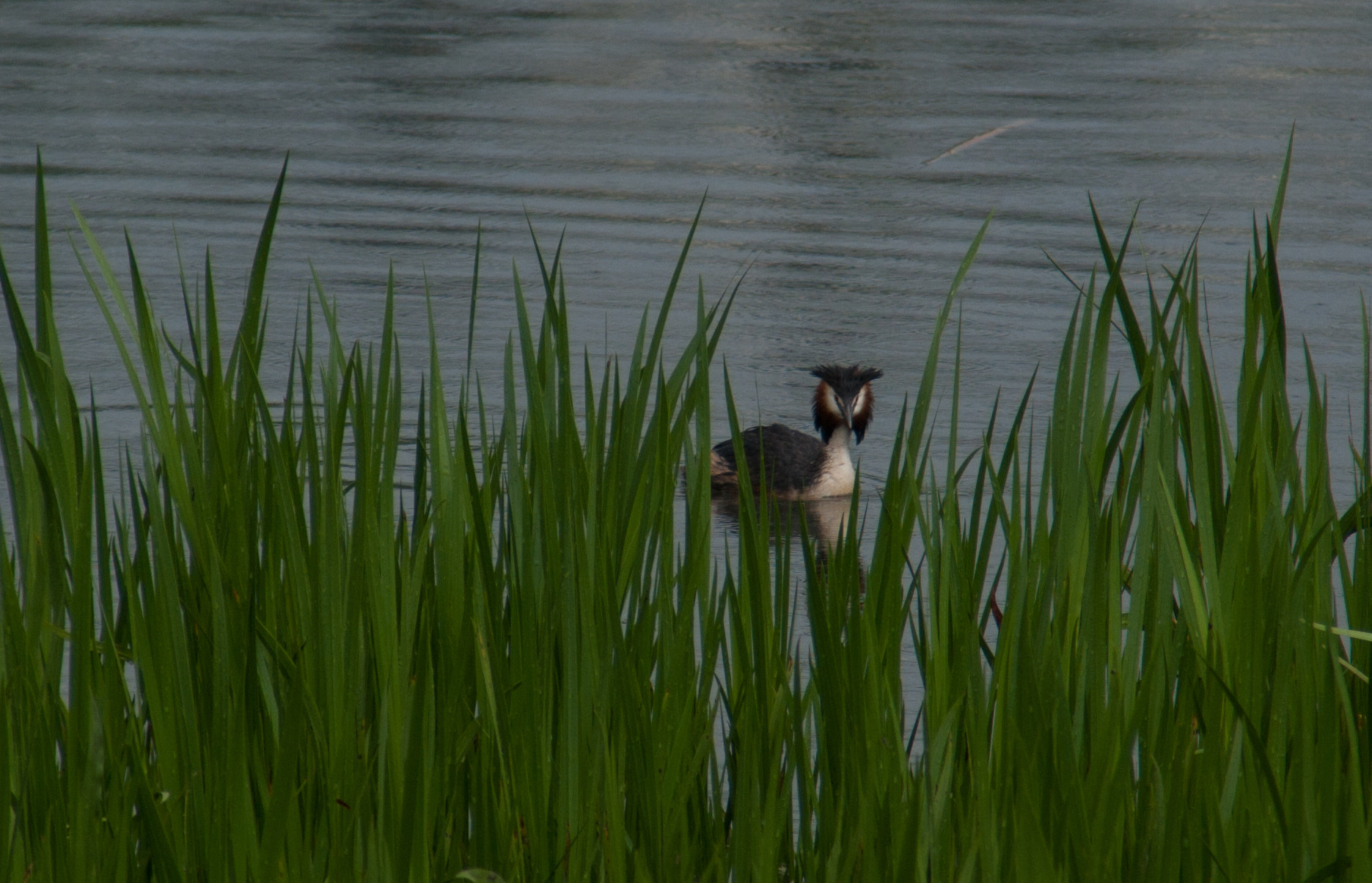 Pentax K10D sample photo. Peekaboo photography