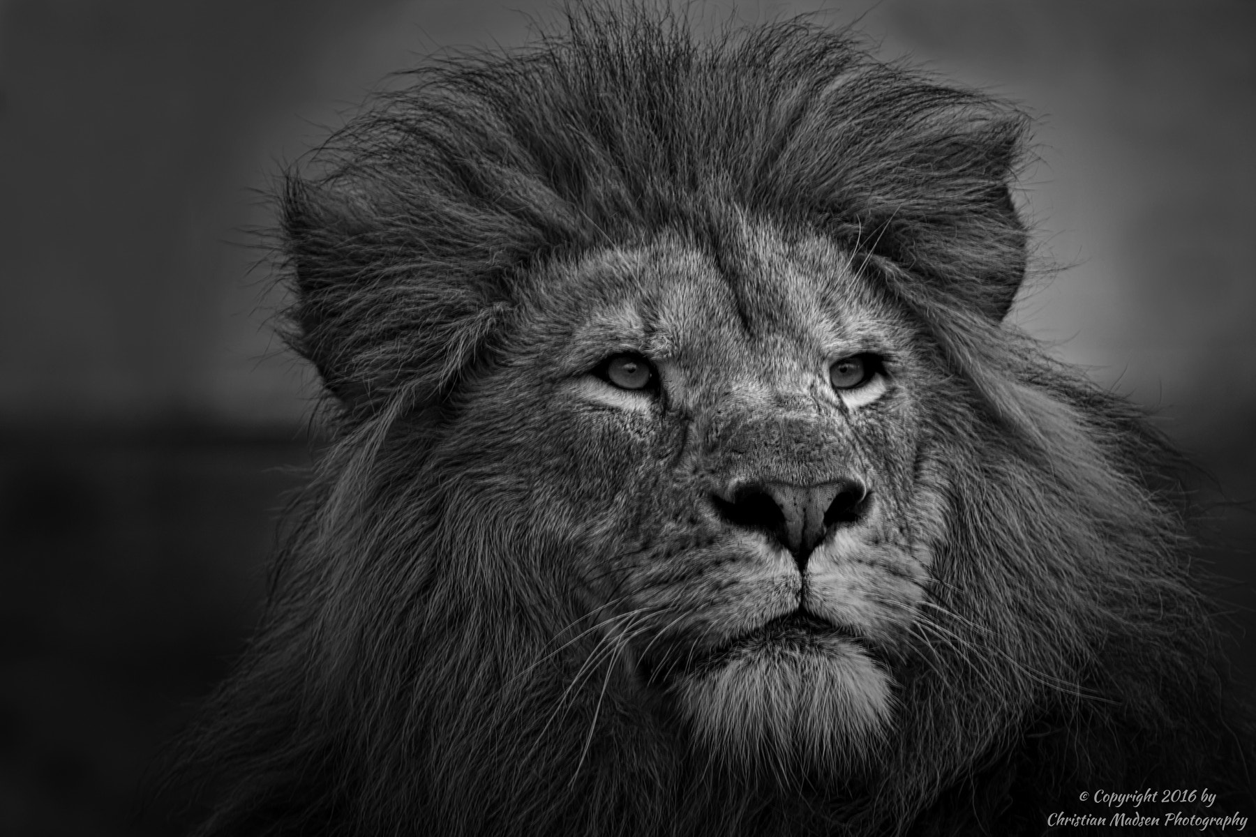 Canon EF 70-200mm F2.8L IS II USM sample photo. Lion portrait photography