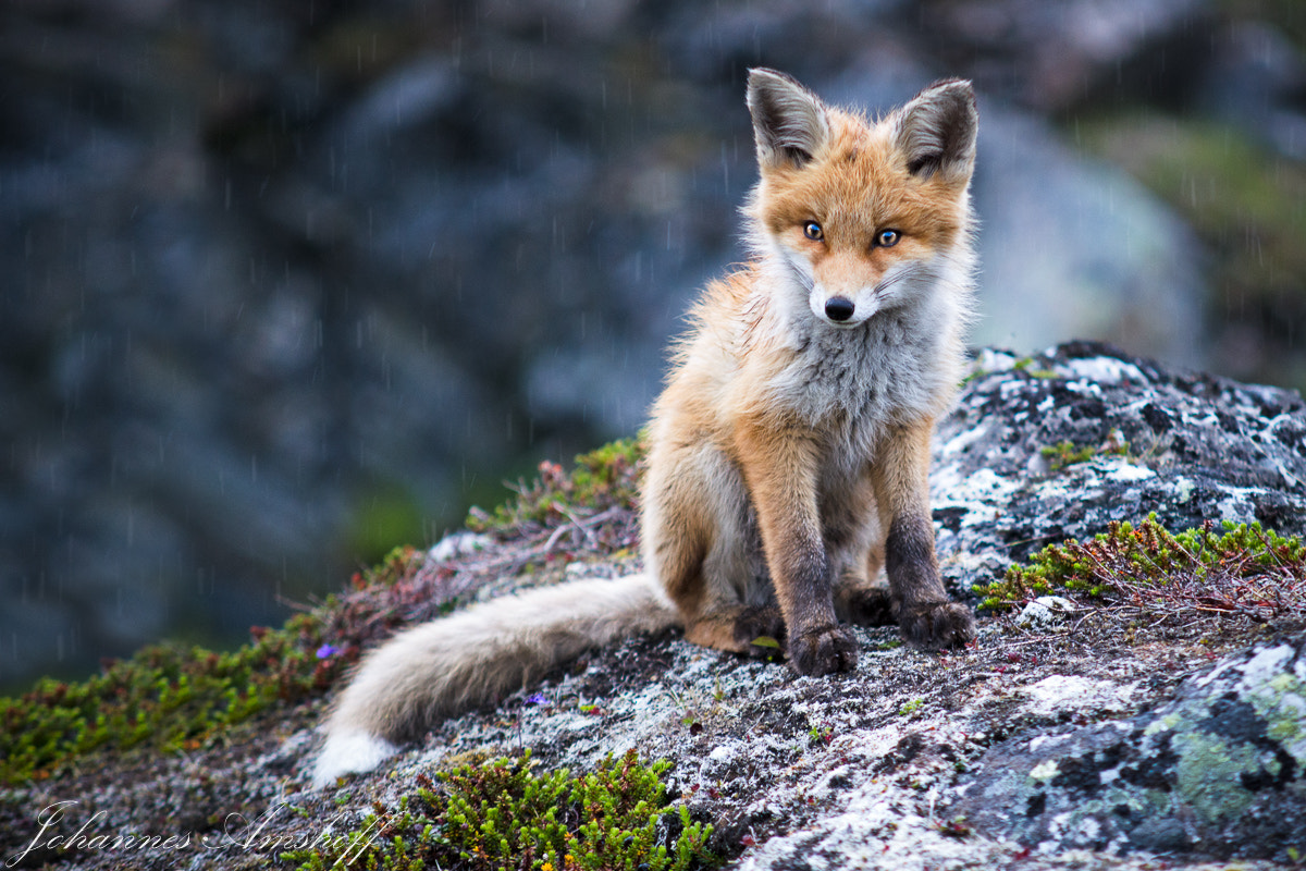 Sigma 50-150mm F2.8 EX APO DC HSM sample photo. ~wet fox~ photography