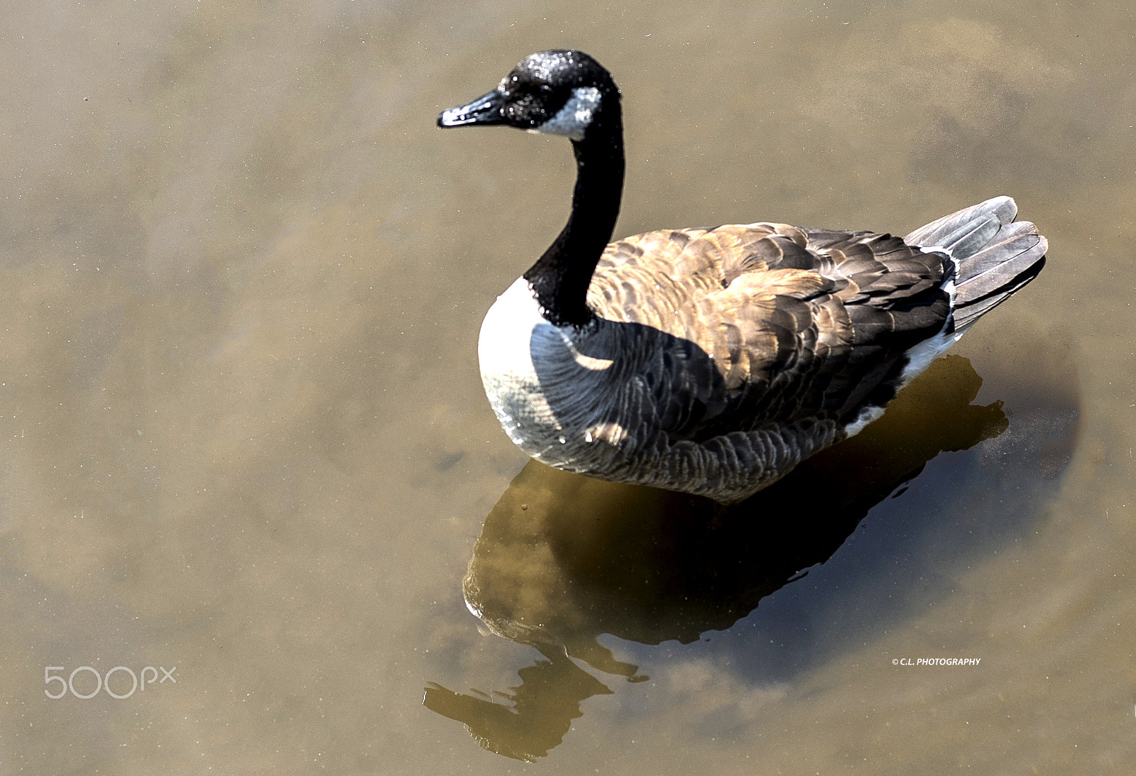 ZEISS Planar T* 50mm F1.4 sample photo. What reflection photography