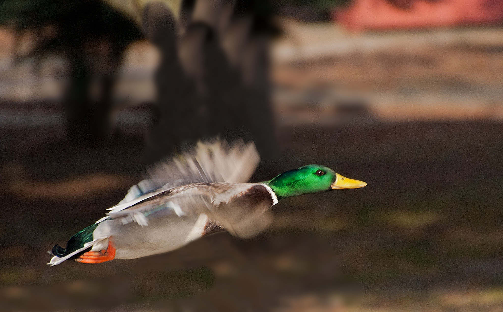 Sony Alpha DSLR-A300 + DT 18-270mm F3.5-6.3 SSM sample photo. Przygotowania do wiosny4 photography