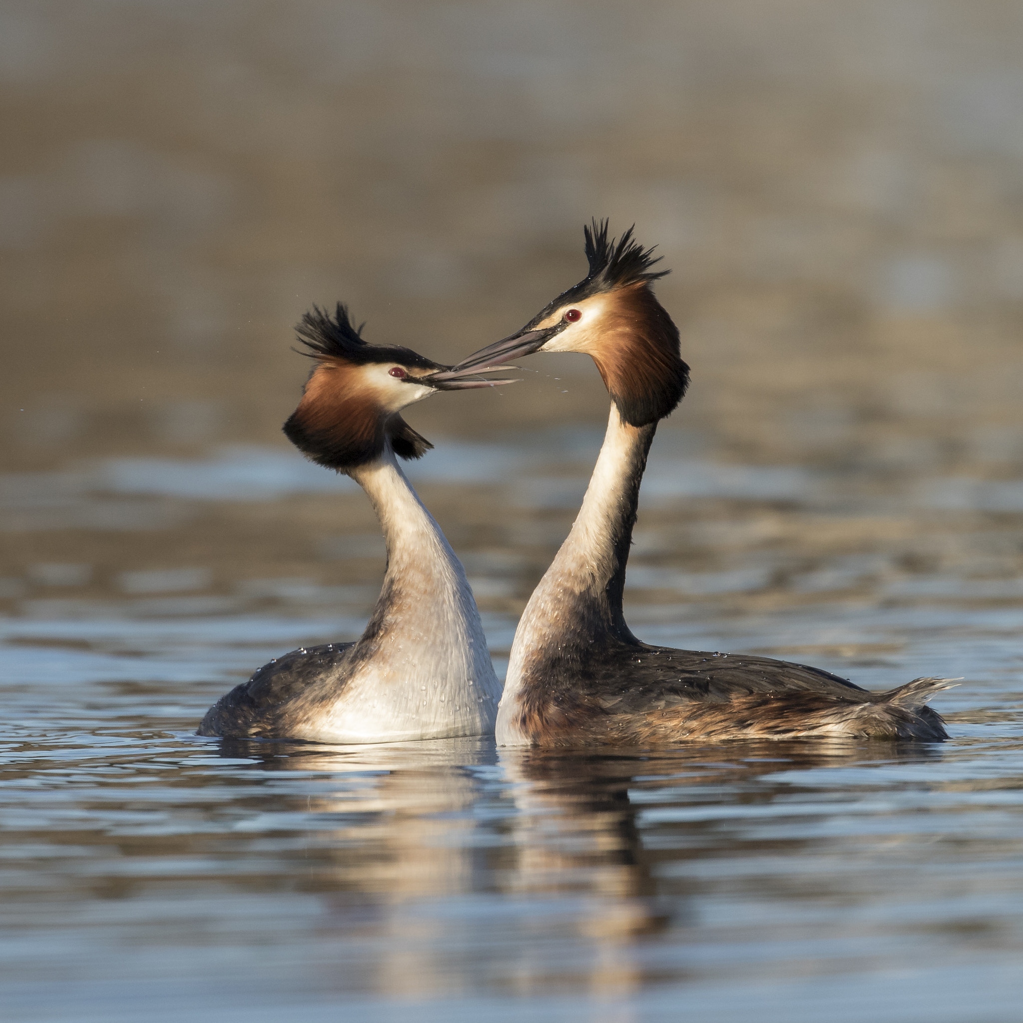 Canon EF 300mm F2.8L IS II USM sample photo. Great crested grebes photography