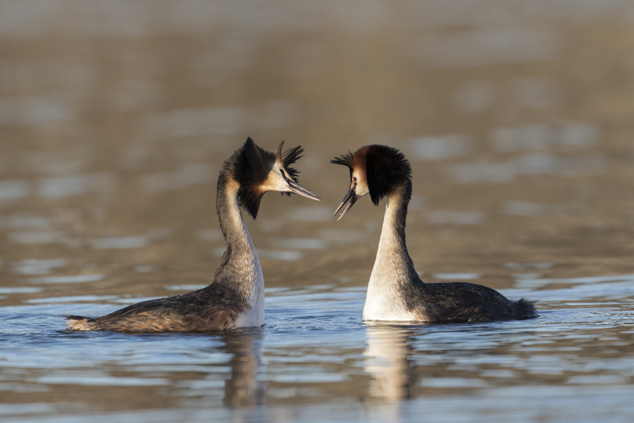 Canon EF 300mm F2.8L IS II USM sample photo. Great crested grebes photography