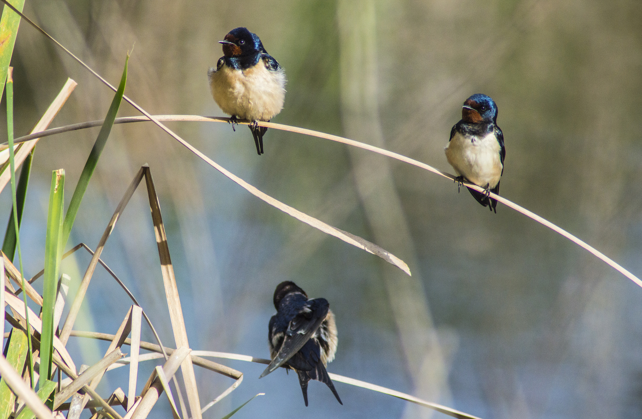 Tamron AF 200-400mm f/5.6 LD IF (75D) sample photo. Golondrina comun - barn swallow photography