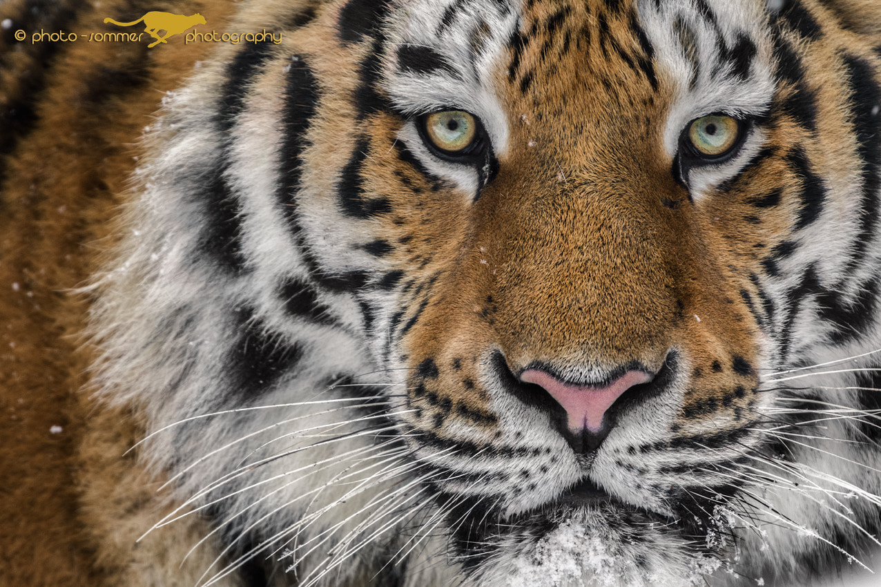 Canon EF 300mm F2.8L IS USM sample photo. Siberian tiger photography