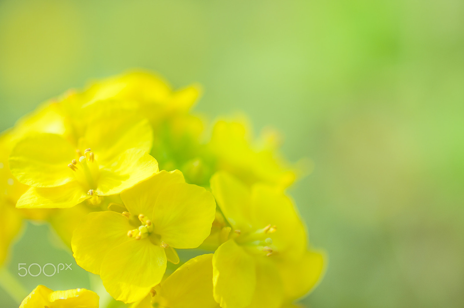 smc PENTAX-F MACRO 50mm F2.8 sample photo. Spring yellow ! photography