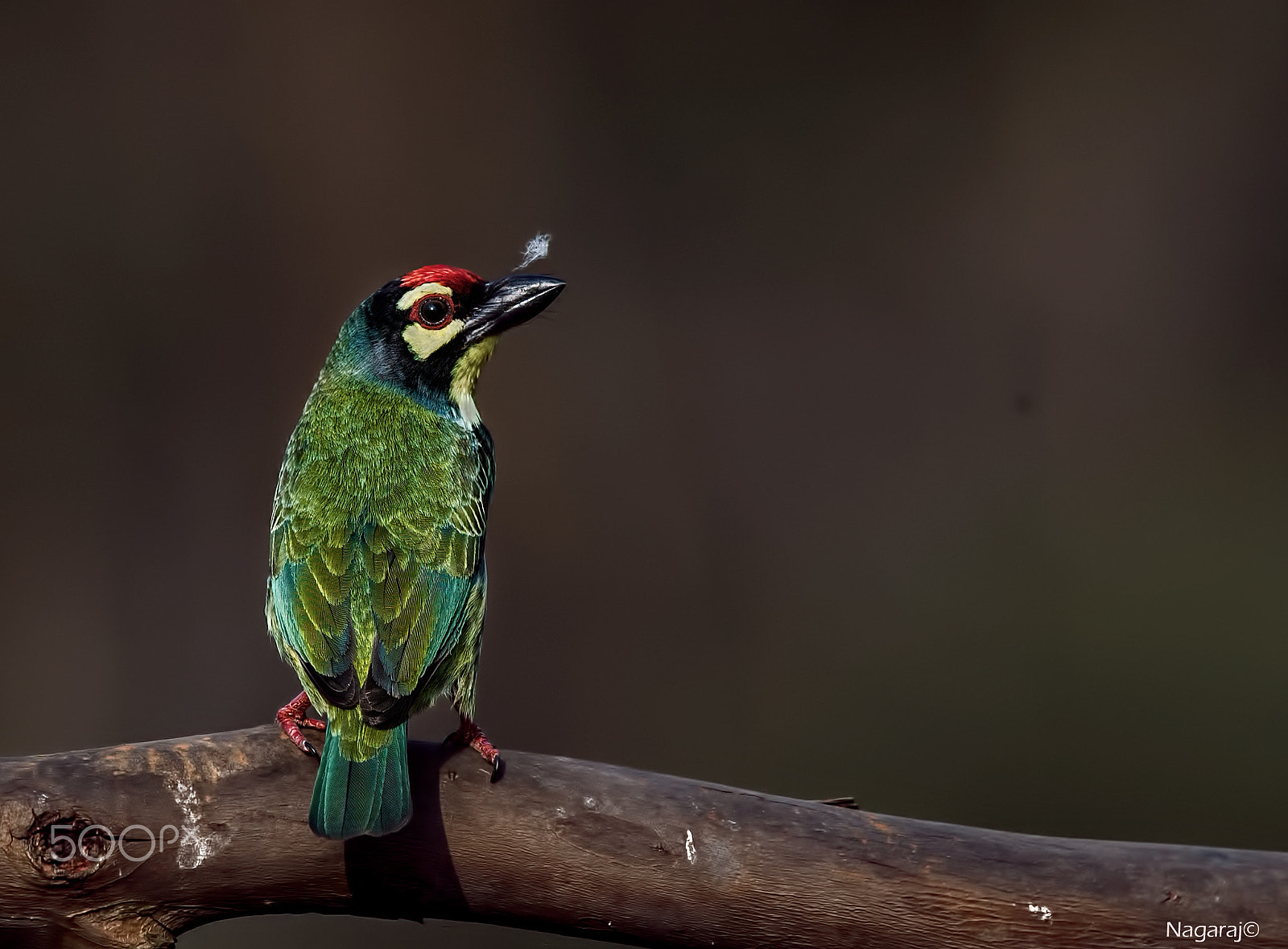 Nikon D4S + Nikon AF-S Nikkor 500mm F4G ED VR sample photo. Wats on my mush ? photography