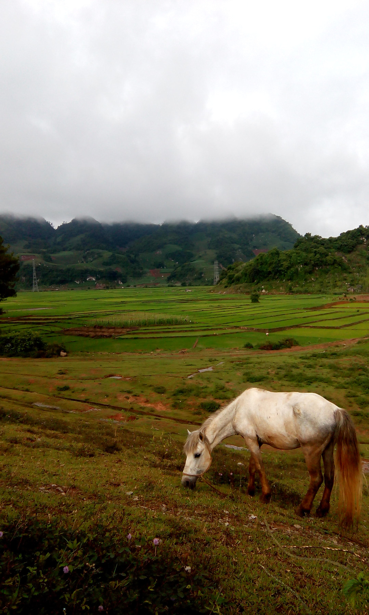 HTC DESIRE 620G DUAL SIM sample photo