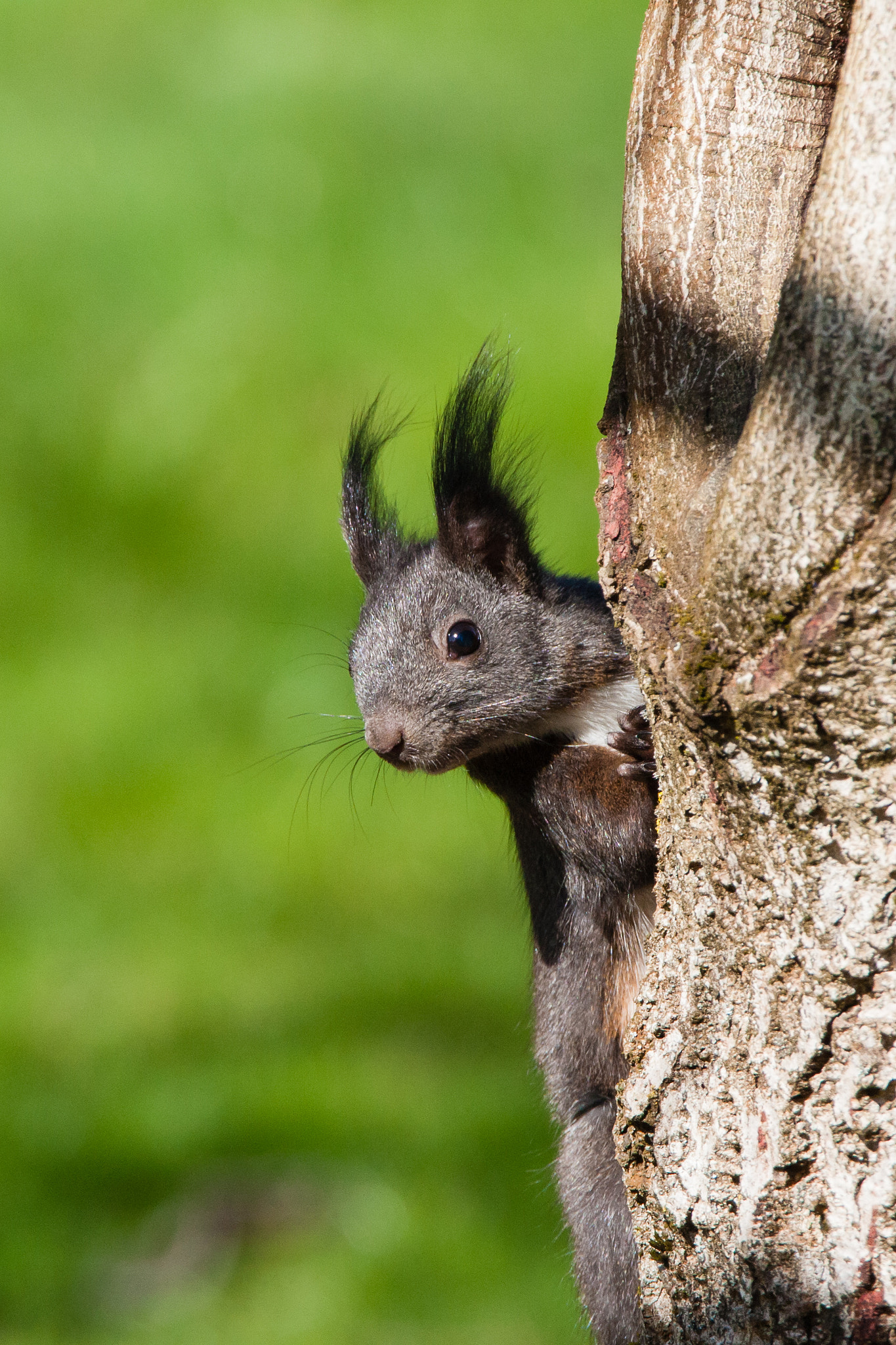 Canon EOS-1D Mark III sample photo. Squirrel photography