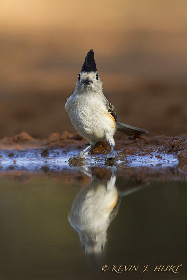 Canon EOS 7D + Canon EF 500mm f/4.5L sample photo. Black crested titmouse photography