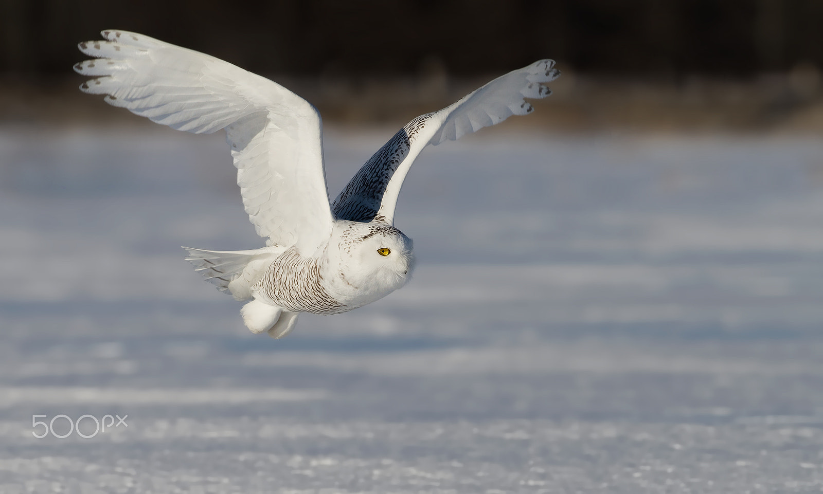 Canon EF 300mm F2.8L IS II USM sample photo. Snowy owl photography