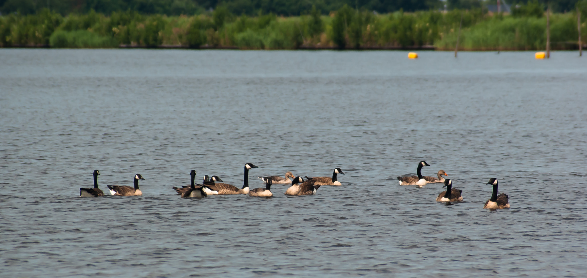 Sony Alpha DSLR-A300 sample photo. Canadian geese photography
