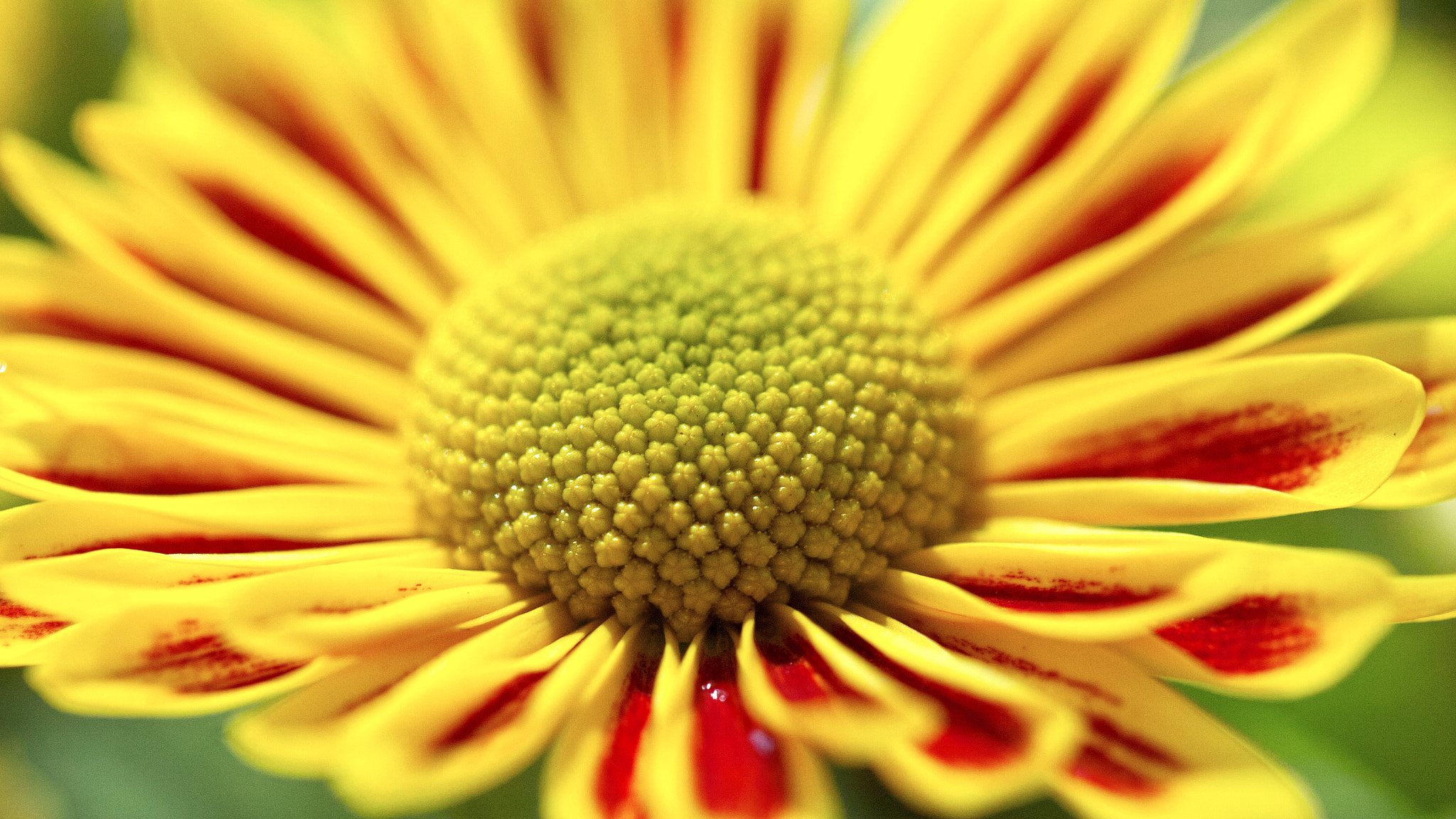 Nikon D2Hs sample photo. Blossom photography