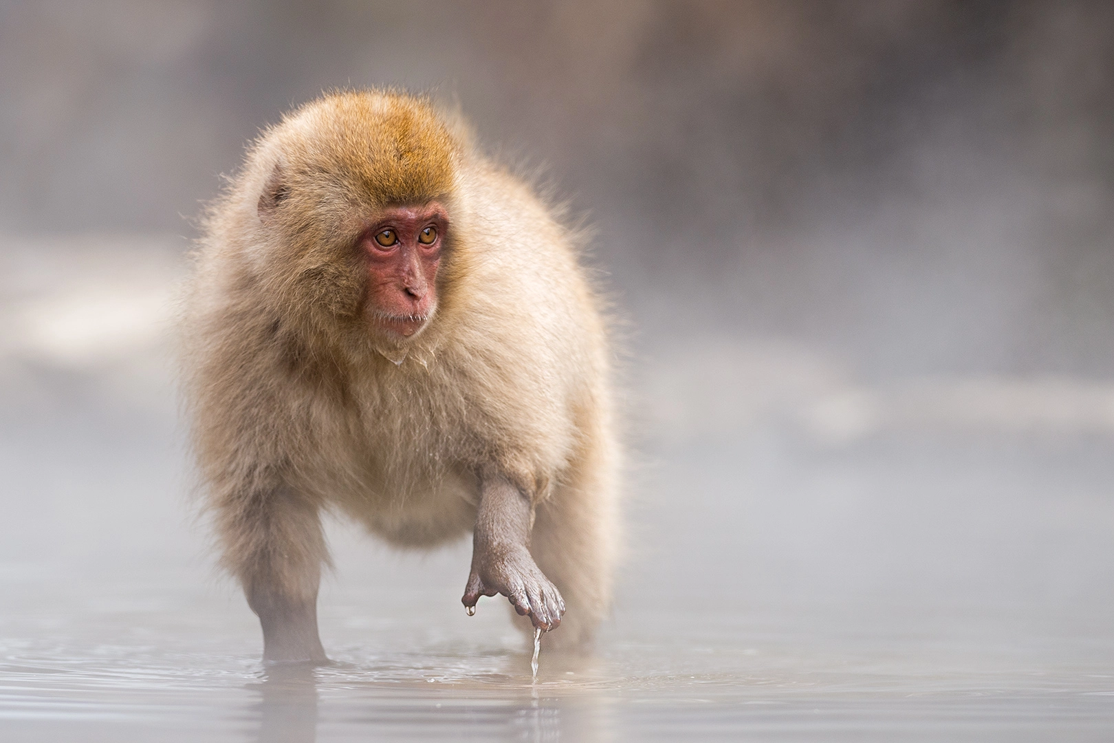 Nikon AF-S Nikkor 300mm F2.8G ED VR II sample photo. Snow monkey, japan photography