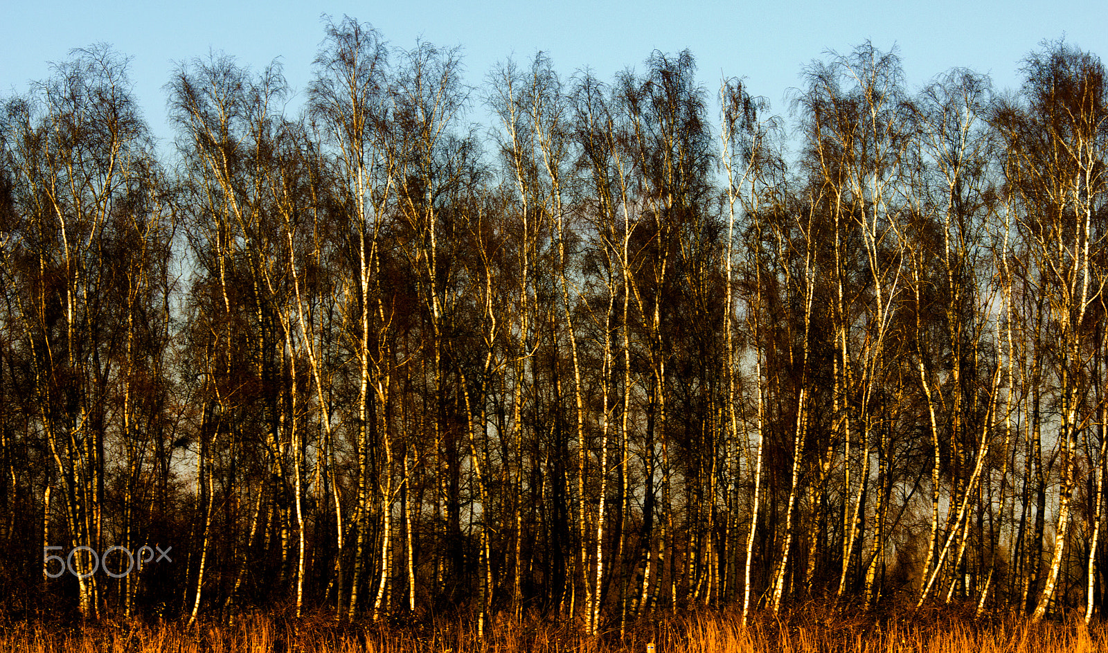 Sony Alpha DSLR-A580 + Tamron 80-300mm F3.5-6.3 sample photo. Birch trees photography