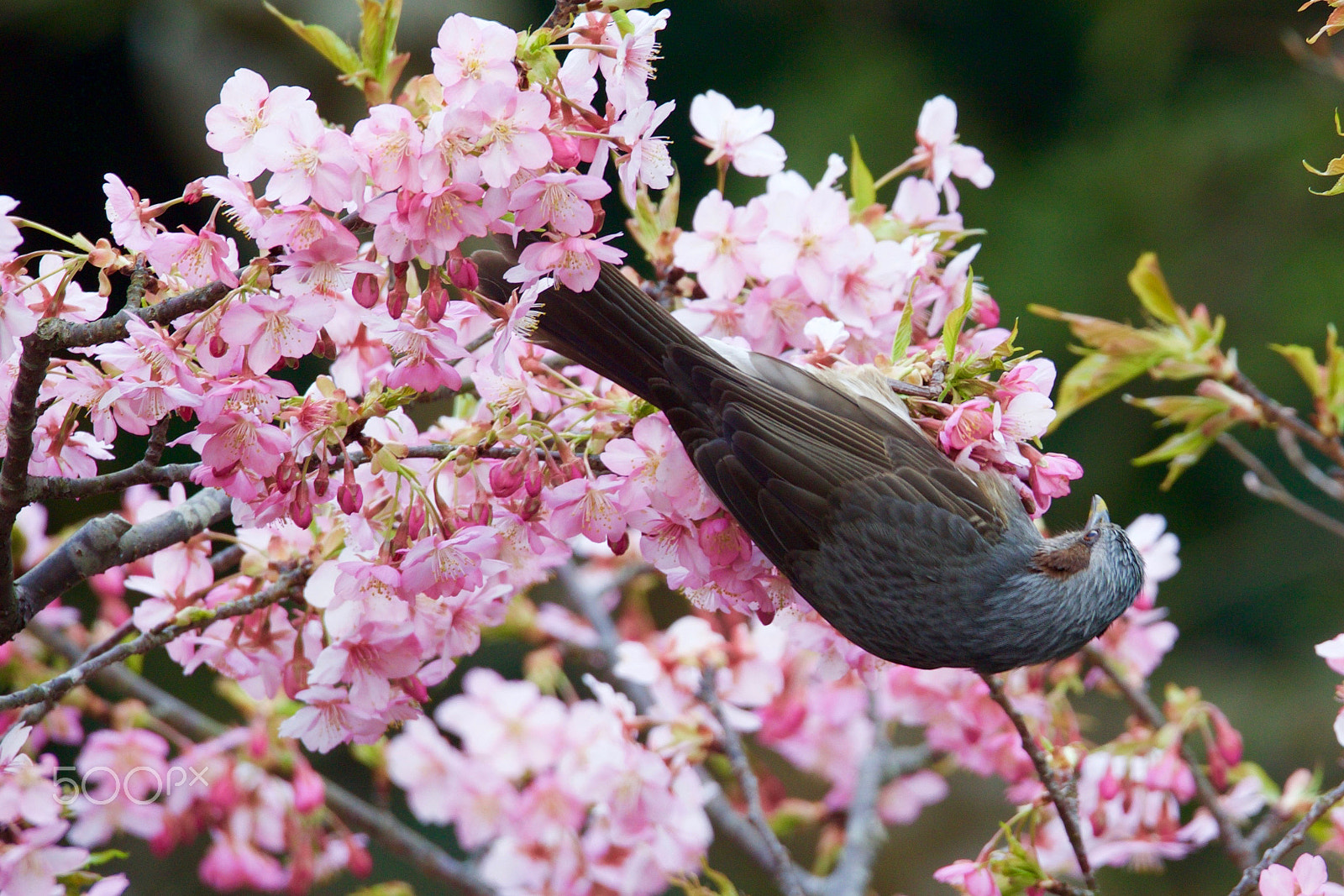 Sigma 150-600mm F5-6.3 DG OS HSM | C sample photo. The beauties of nature photography