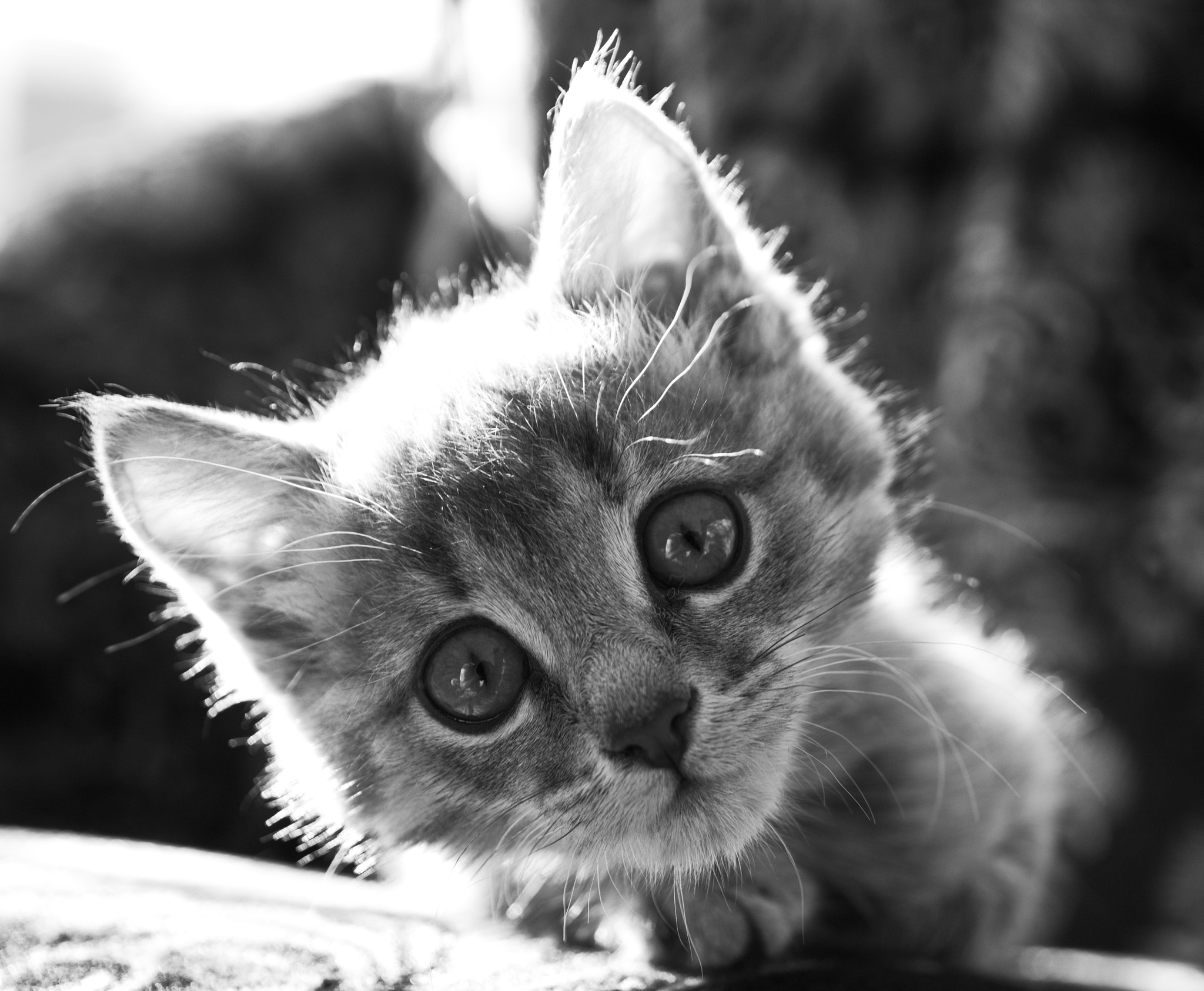Sigma 17-70mm F2.8-4 DC Macro OS HSM sample photo. Kitten photography