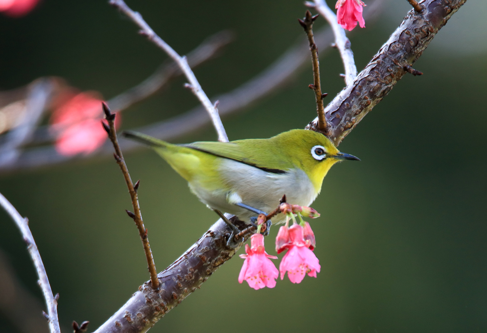 Canon EOS 5DS + Tamron SP 150-600mm F5-6.3 Di VC USD sample photo. Japanese white-eye photography