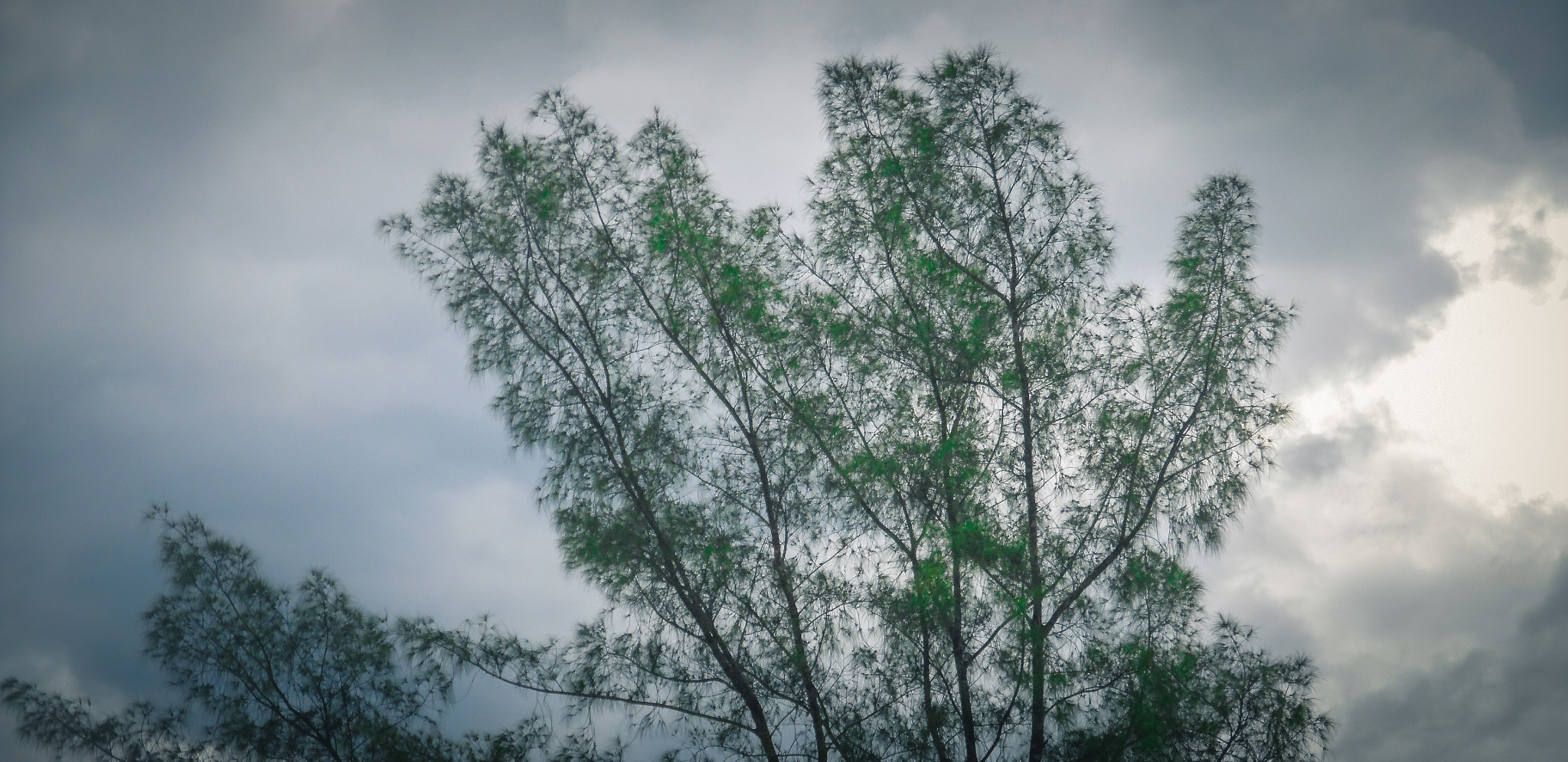 Samsung WB35F/WB36F/WB37F sample photo. Tree in south of brazil photography