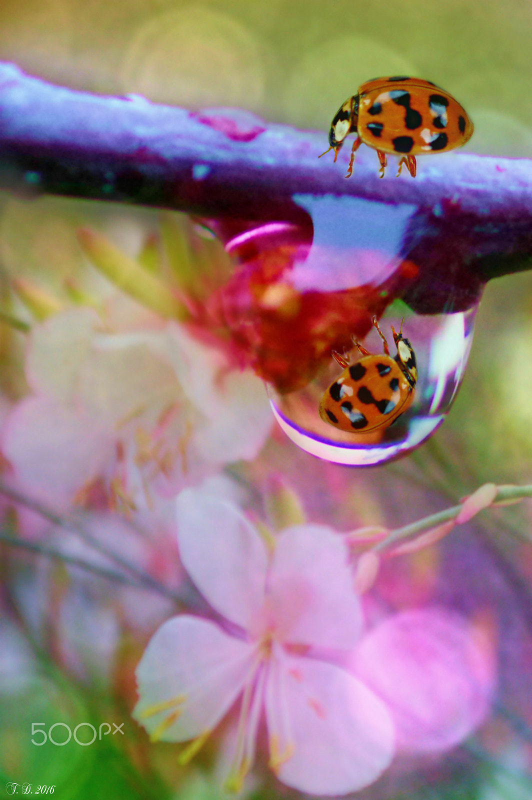 Pentax smc D-FA 100mm F2.8 macro sample photo. Dreaming photography