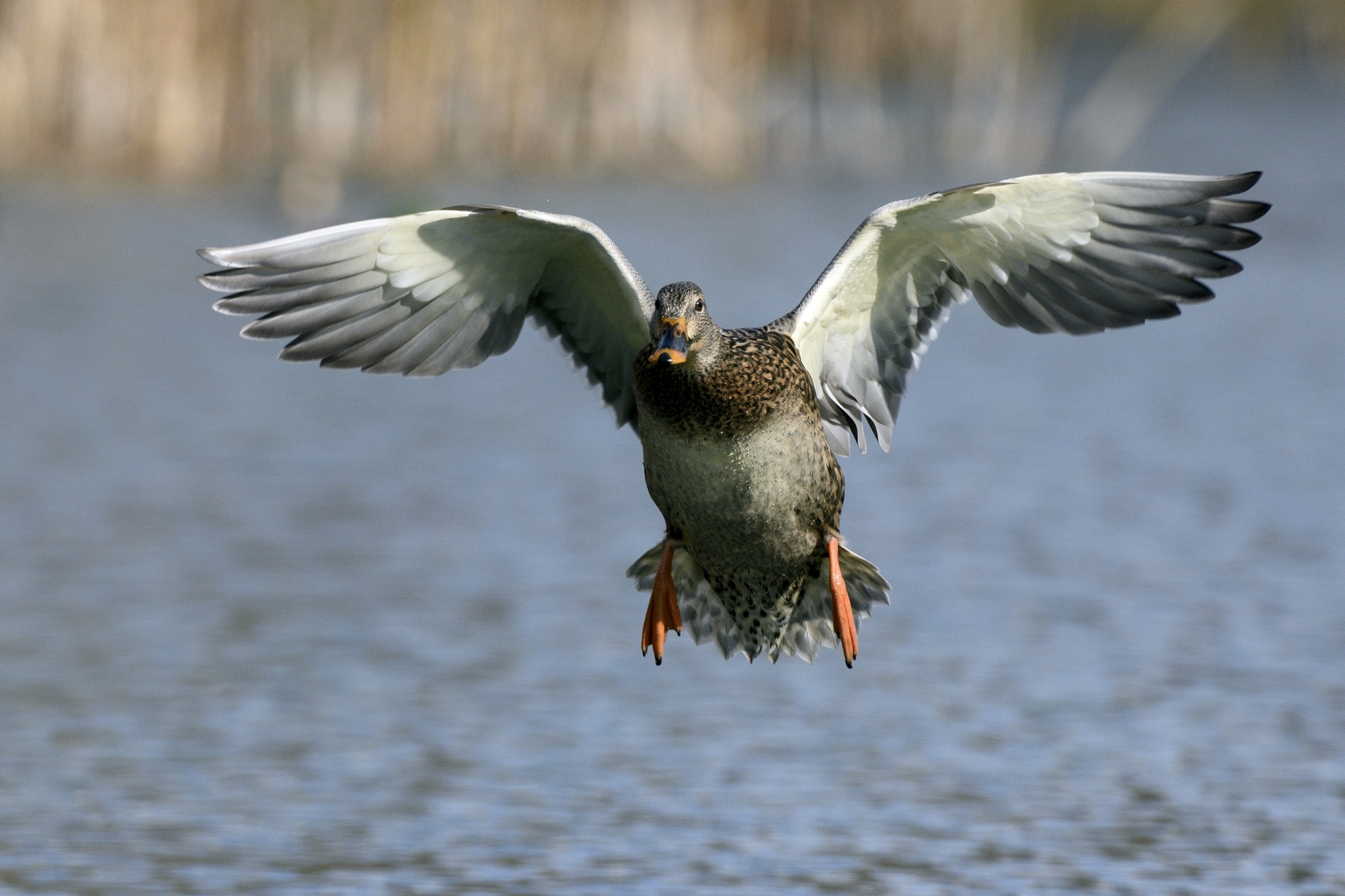Nikon AF-S Nikkor 200-400mm F4G ED-IF VR sample photo. Mallard duck in approach photography