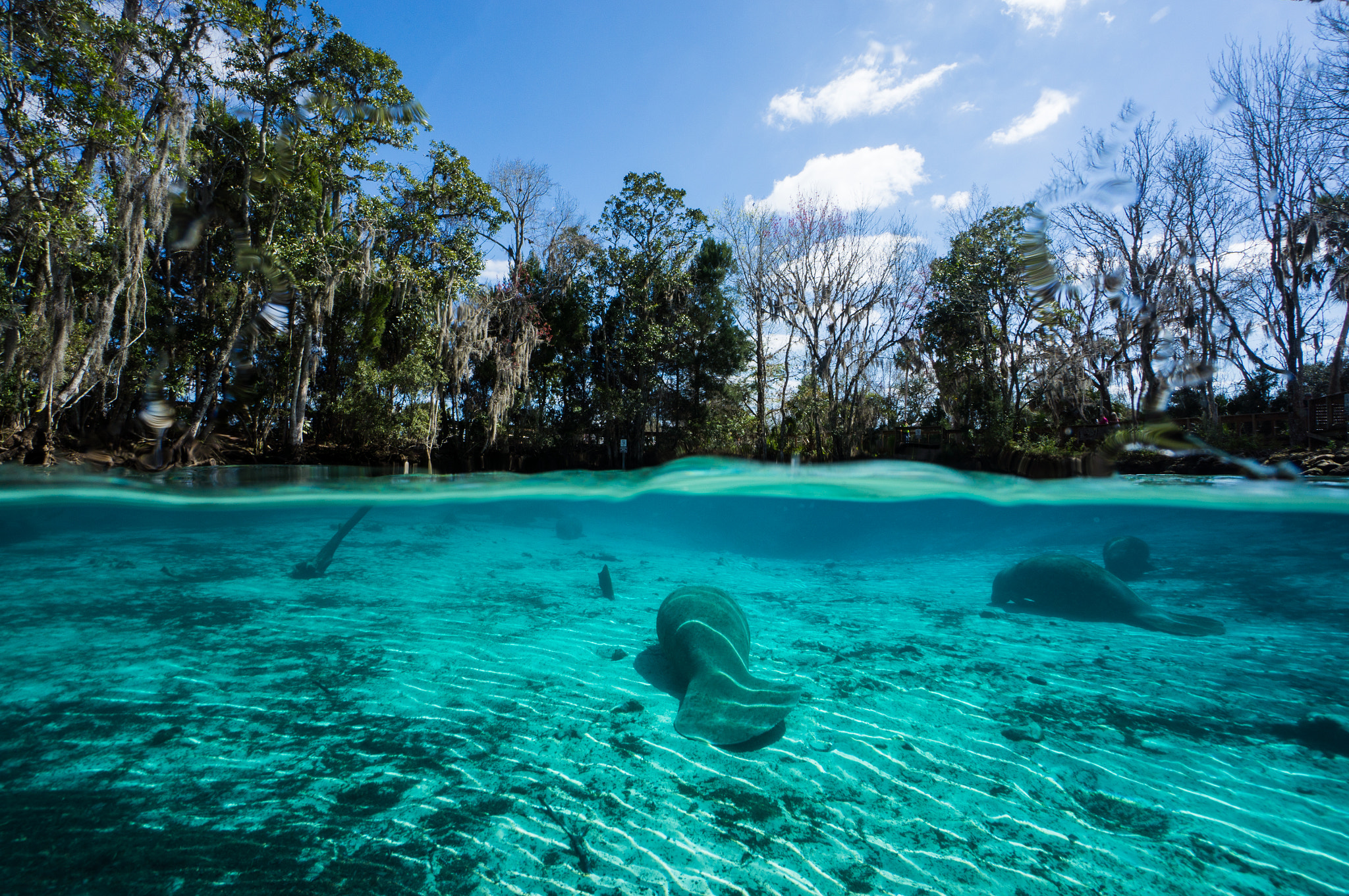 Sony Alpha NEX-5N + Sony E 10-18mm F4 OSS sample photo. Florida manatee photography