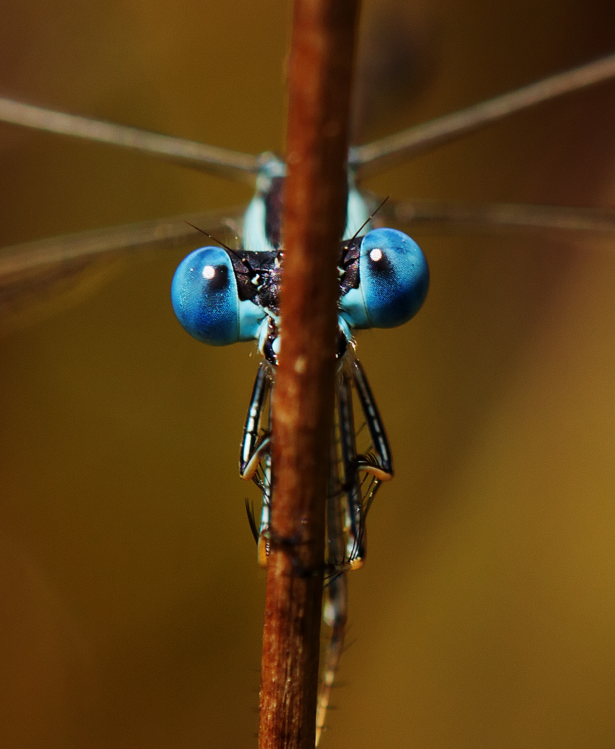 Tamron SP AF 180mm F3.5 Di LD (IF) Macro sample photo. Bug eyes photography