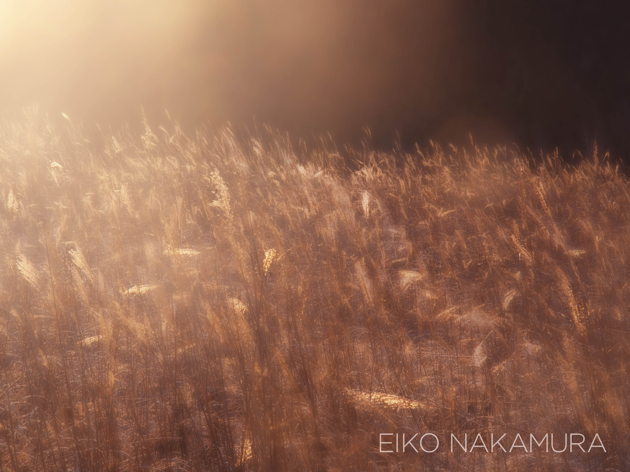 Olympus PEN E-P5 sample photo. Golden dawn photography