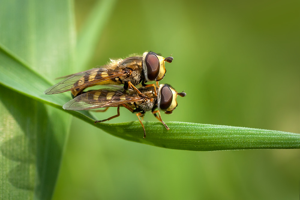 Canon EOS 40D + Canon EF 50mm F2.5 Macro sample photo. Couple of syrphidae photography