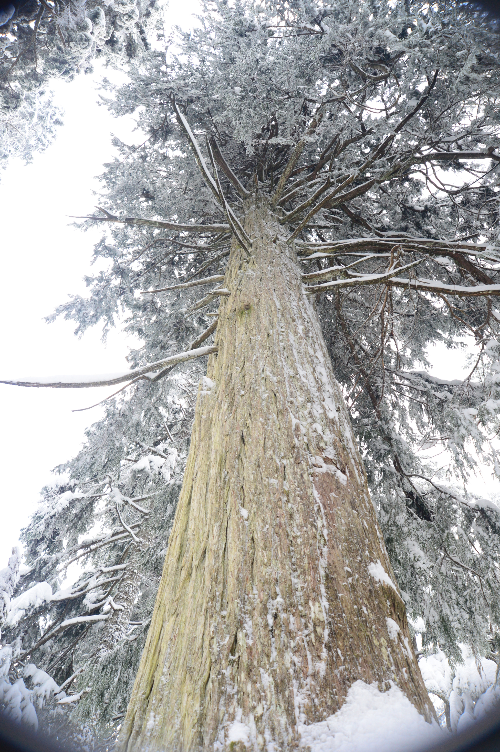 Nikon Df + AF Zoom-Nikkor 28-100mm f/3.5-5.6G sample photo. Winter wonderland photography