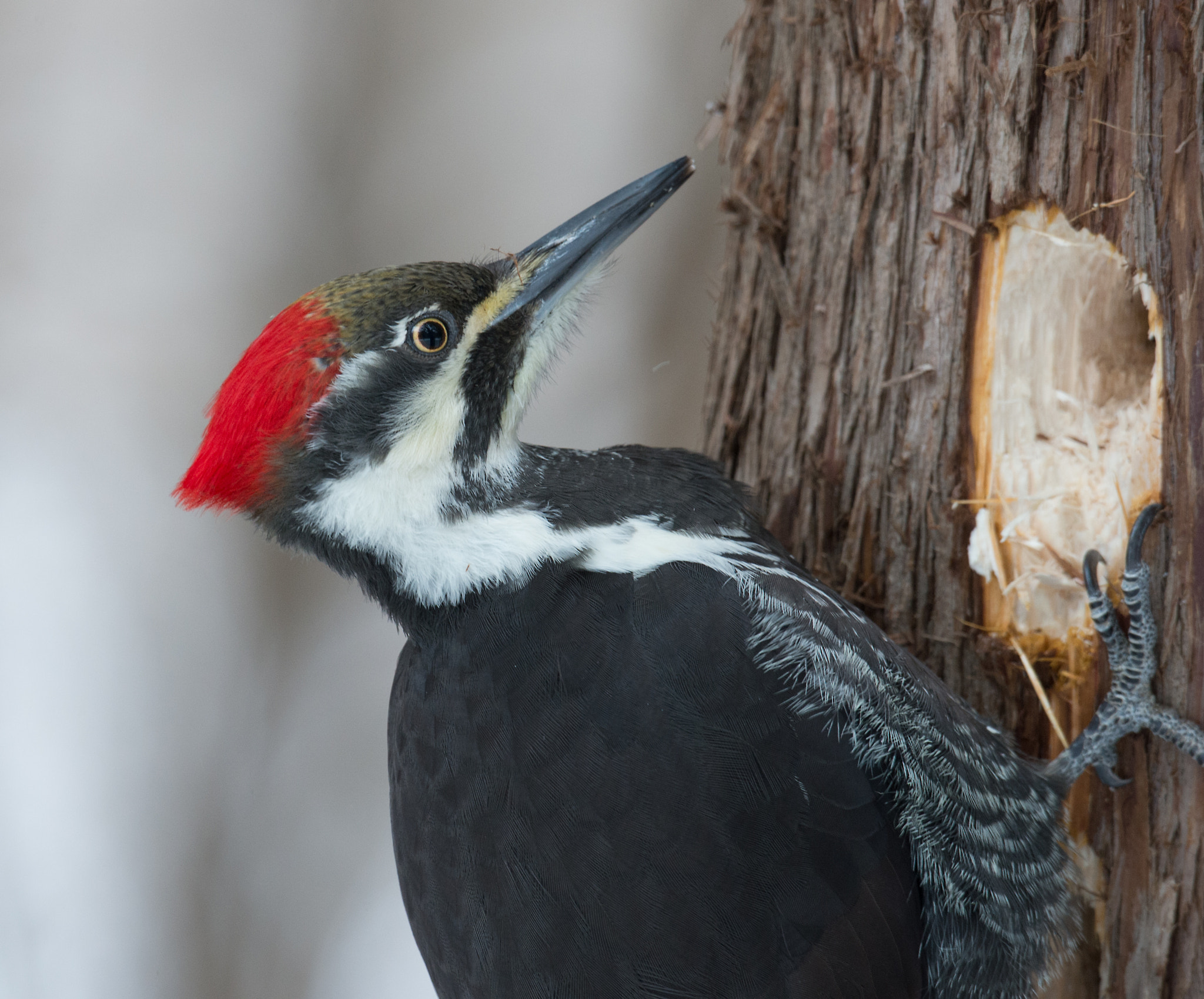 Nikon D4 + Sigma 24-60mm F2.8 EX DG sample photo. Grand pic dryocopus pileatus pileated woodpecker photography