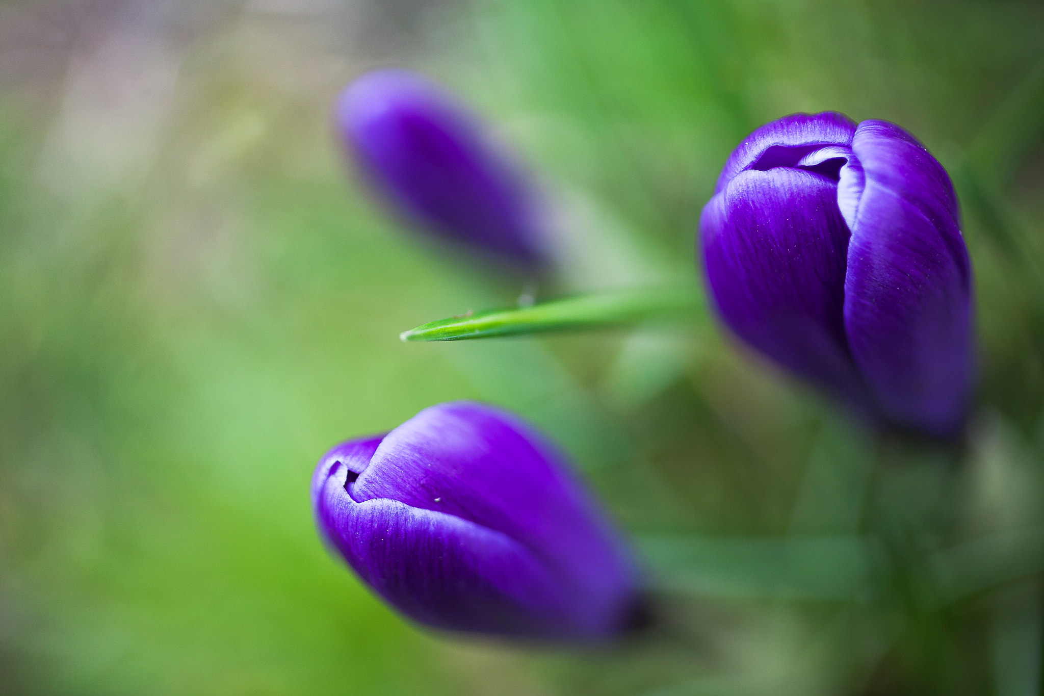 Canon EOS 5D + Canon EF 50mm F2.5 Macro sample photo. Spring photography