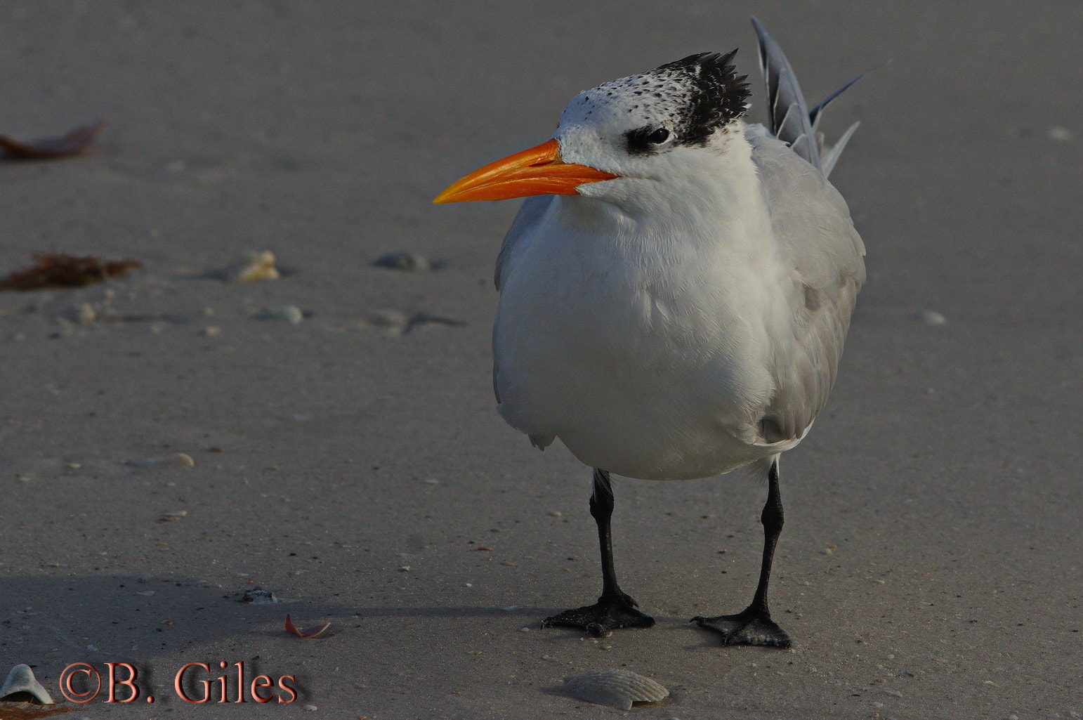 Pentax smc DA* 60-250mm F4.0 ED (IF) SDM sample photo. Royal tern winter dress photography