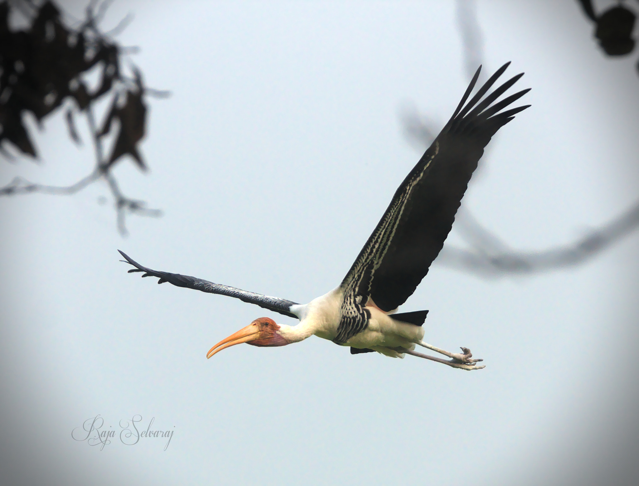 Canon EOS 550D (EOS Rebel T2i / EOS Kiss X4) + Canon EF 70-200mm F4L USM sample photo. Painted stork photography