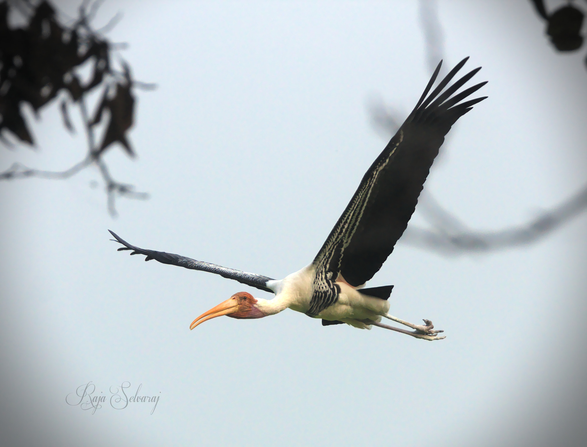 Canon EF 70-200mm F4L USM sample photo. Painted stork photography