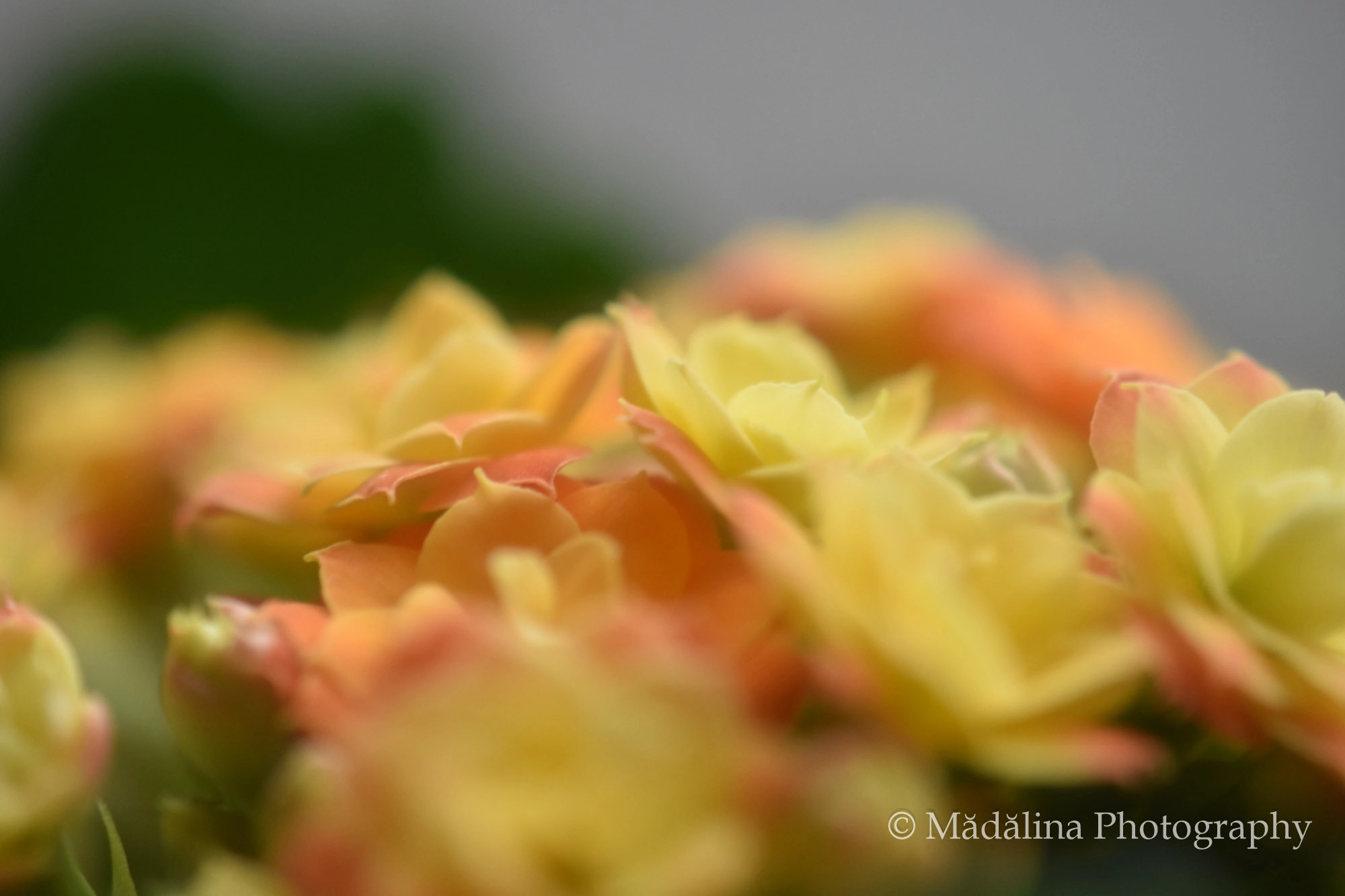 Nikon AF-S DX Micro-Nikkor 85mm F3.5G ED VR sample photo. Kalanchoe (rosalina) photography