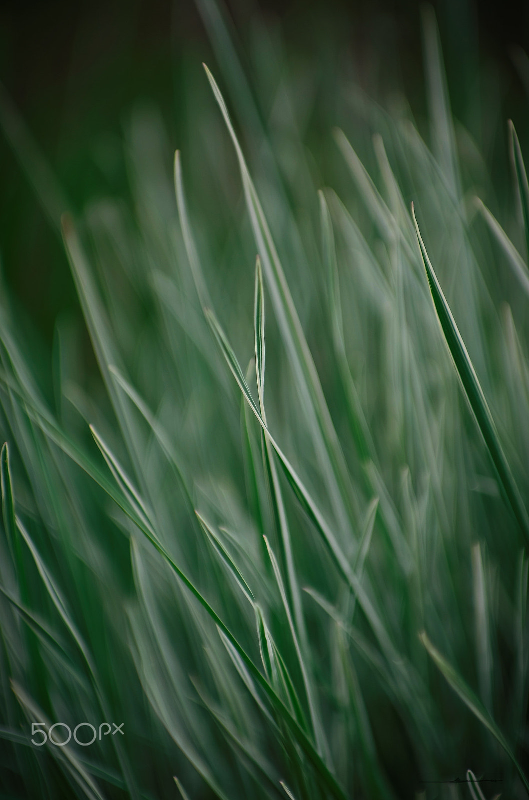 Pentax K-5 IIs sample photo. Grass photography
