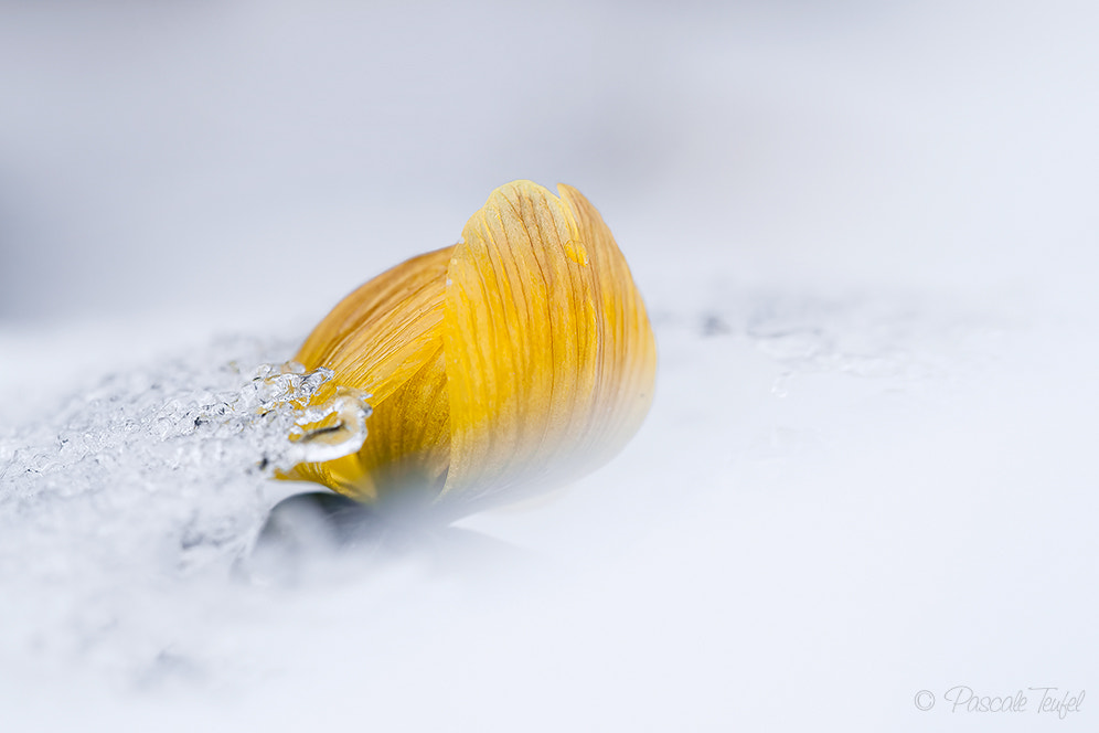 Sigma 150mm F2.8 EX DG Macro HSM sample photo. Struggle for life photography