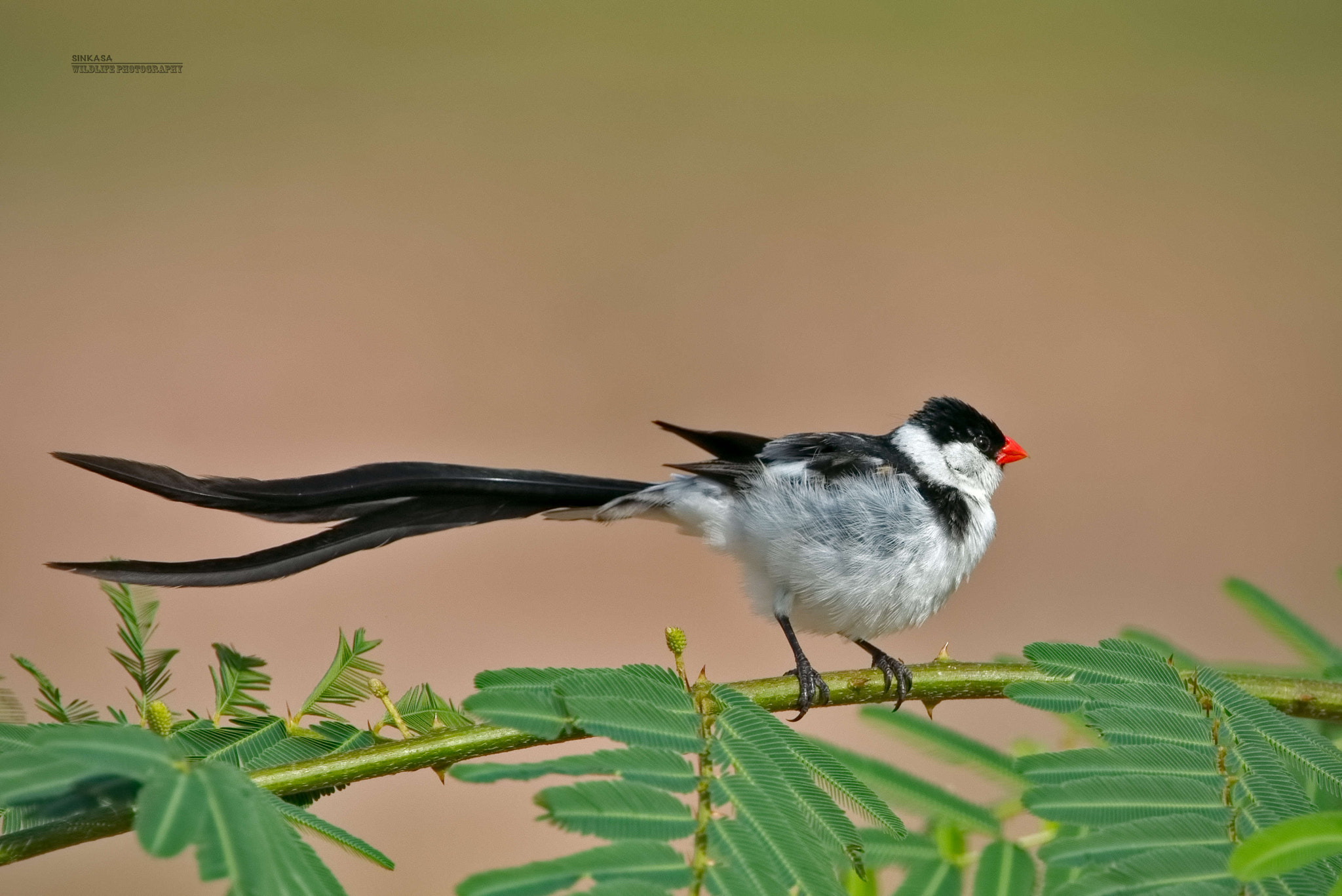 Nikon D800E + Nikon AF-S Nikkor 400mm F2.8G ED VR II sample photo. Pin tailed whydah photography