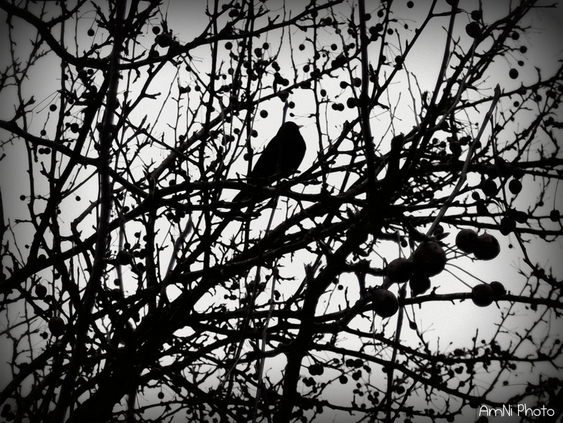 FujiFilm FinePix AV200 (FinePix AV205) sample photo. Bird in tree photography