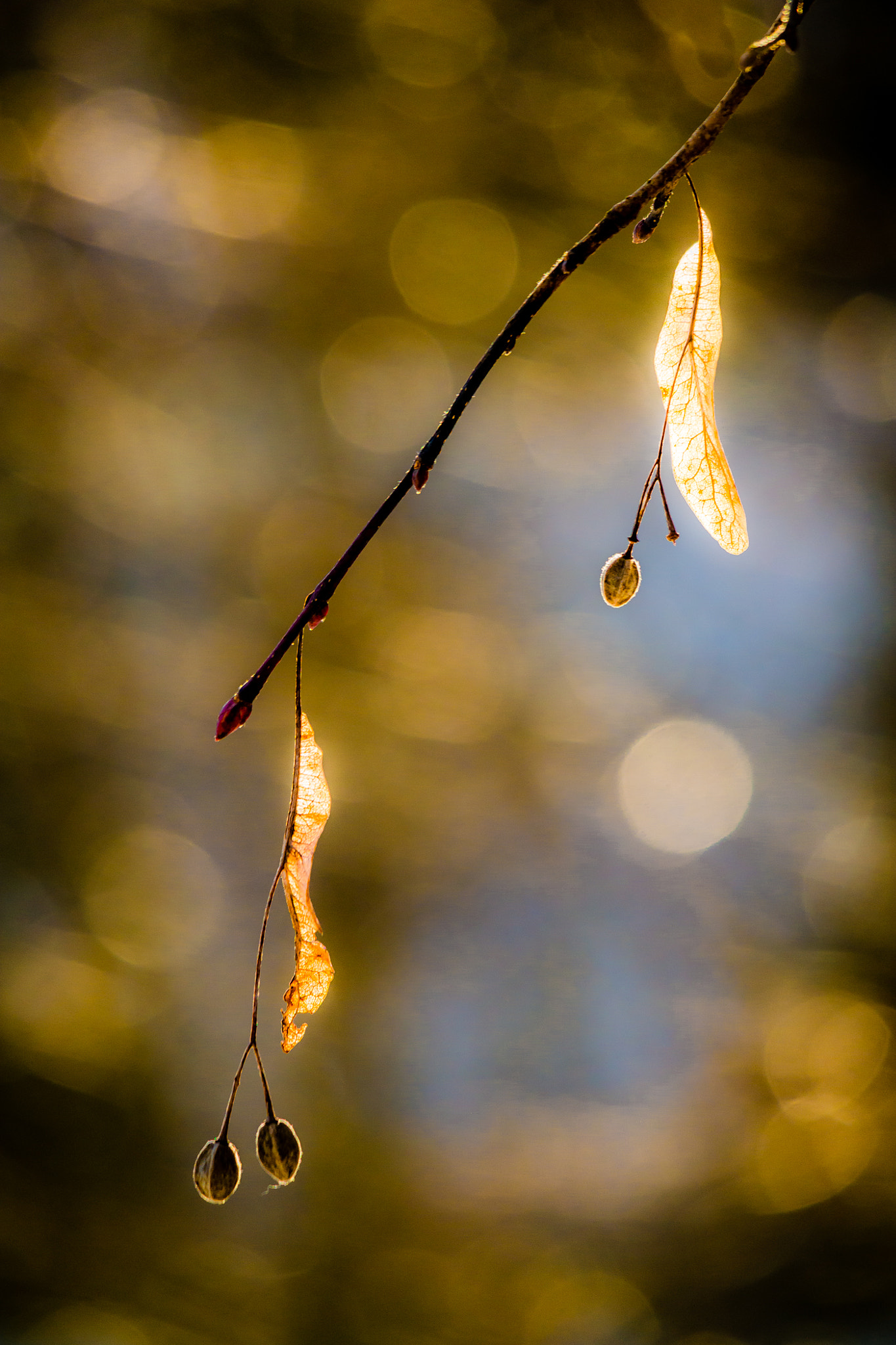 Samsung NX 50-200mm F4-5.6 ED OIS sample photo. Dream photography