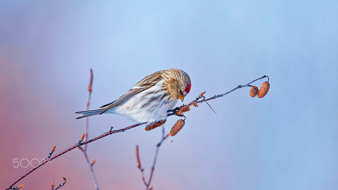 Canon EOS 40D + Canon EF 500mm F4L IS USM sample photo. Redpoll photography