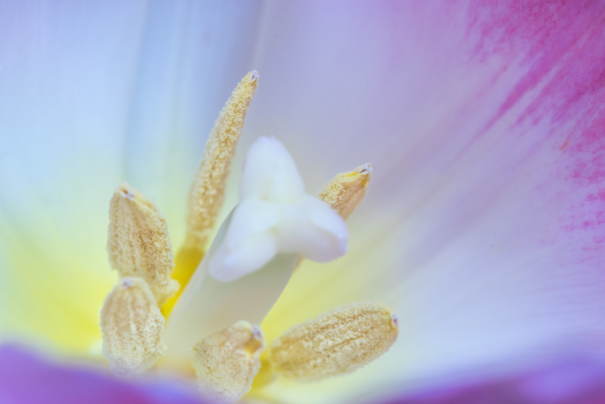 Sony a7 + Canon EF 100mm F2.8 Macro USM sample photo. Flower photography