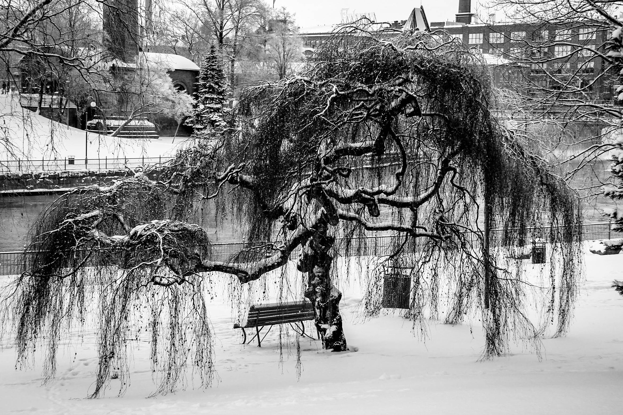 Canon EOS 550D (EOS Rebel T2i / EOS Kiss X4) sample photo. Frozen tree, tampere, finland photography