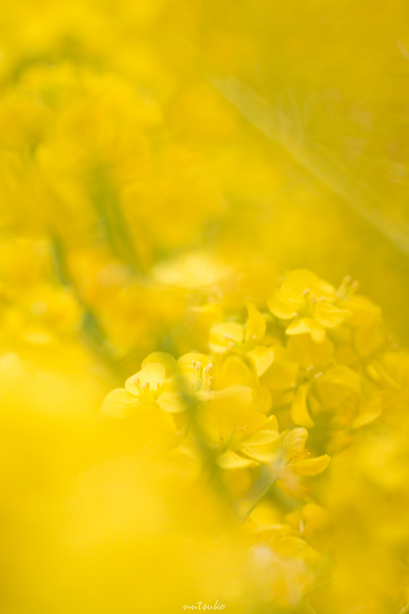 Sigma APO Macro 150mm f/2.8 EX DG HSM sample photo. Field mustard photography